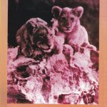 Zoologie